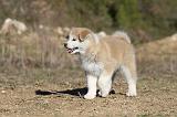 AKITA INU 102